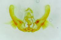 Hedya pruniana