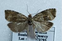 Celypha lacunana