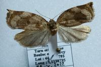 Archips crataegana