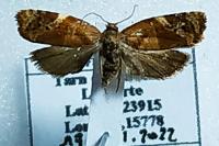 Ditula angustiorana