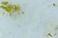 Ditula angustiorana