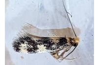 Lichenotinea pustulatella