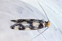 Lichenotinea pustulatella