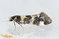 Denisia