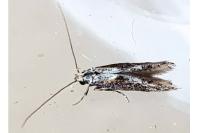 Blastodacna