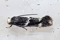 Elachista