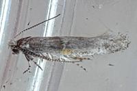 Elachista