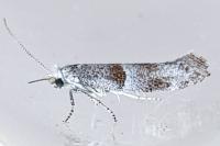 Cedestis subfasciella