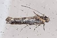 Coccidiphila