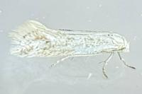 Elachista
