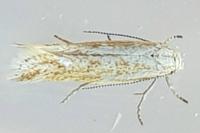 Elachista