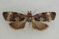 Endothenia oblongana