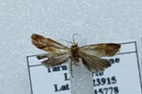 Gynnidomorpha rubricana