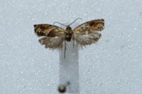 Ancylis obtusana