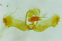Gypsonoma minutana