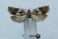 Gypsonoma minutana