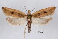 Bactra bactrana