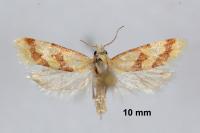 Aethes bilbaensis