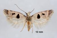 Mirificarma cytisella