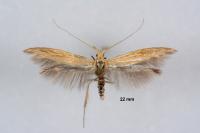 Coleophora ochrea