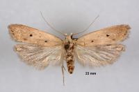 Nothris verbascella
