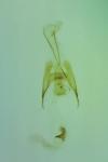 Coleophora avellanae
