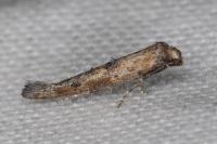 Epermenia aequidentella