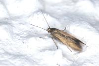 Scythris terrenella