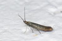 Coleophora alcyonipennella