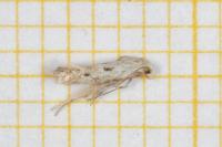 Elachista biatomella