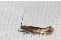 Aproaerema anthyllidella
