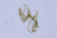 Aproaerema anthyllidella
