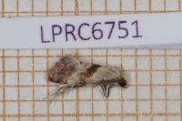 Cochylis epilinana