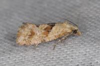 Cochylidia heydeniana