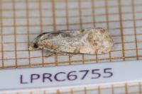Cochylidia heydeniana