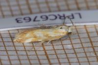 Mirificarma eburnella