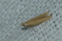 Batrachedra parvulipunctella
