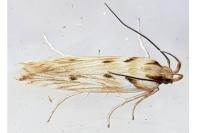 Stomopteryx detersella