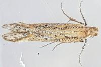 Metzneria
