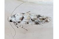 Parastenolechia nigrinotella