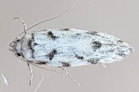 Parastenolechia nigrinotella