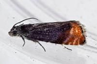 Pammene rhediella