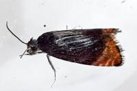 Pammene rhediella