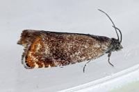 Pammene rhediella