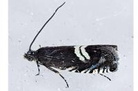 Grapholita coronillana