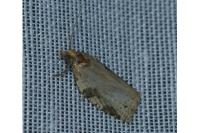 Clepsis spectrana