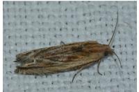 Eucosma gr. cana