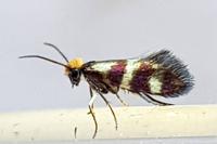 Micropterix aglaella
