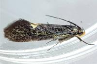 Esperia sulphurella