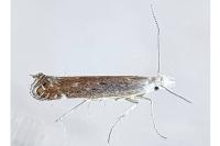 Isophrictis kefersteiniellus